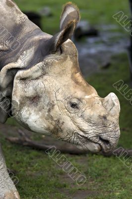 Close-up of muddy rhinoceros head