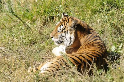 Bengal Tiger resting in the sun
