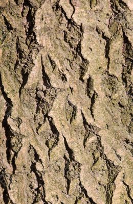 bark background