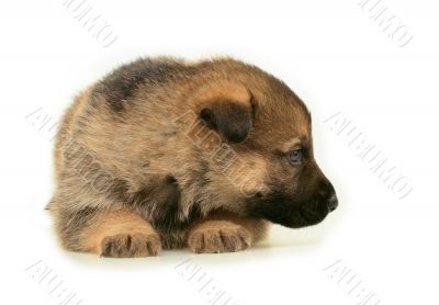 laying sheep-dogs puppy isolated on white background