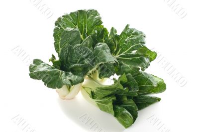 Fresh Choy Sum Stalks