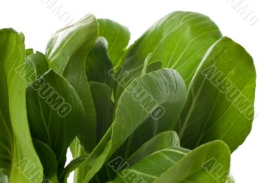 Baby Bok Choy Leaves