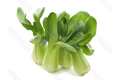 Baby Bok Choy Stalks Baby Bok Choy Stalks