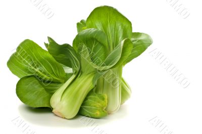 Bunch of Baby Bok Choy