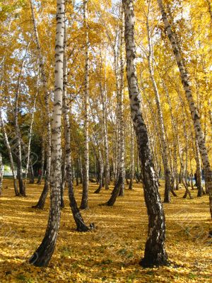 autumn birches