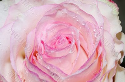 Close up of the pink rose