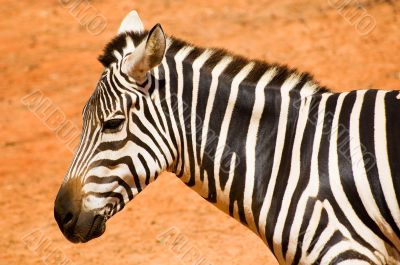 Zebra