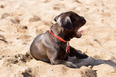 French bulldog puppy