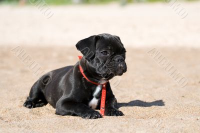 French bulldog puppy