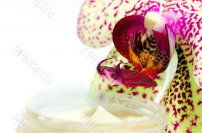 cream with orchids