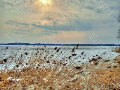 Bulrushes on lake