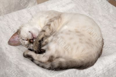 Sleeping kitten