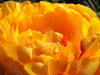 tulip tulip