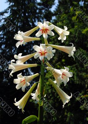 Stalk of white lily flowers