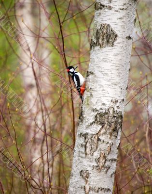 Woodpecker