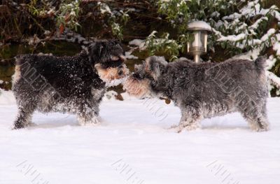 miniature schnauzers in snow miniature schnauzers in snow