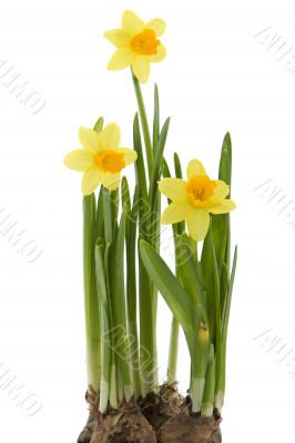 yellow daffodil yellow daffodil