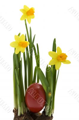Easter eggs with yellow narcissus