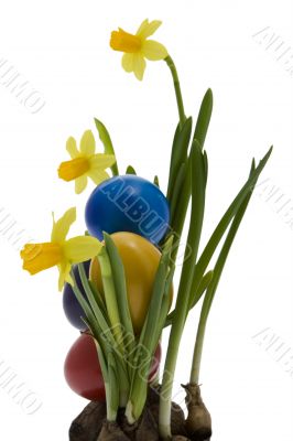 Easter eggs with yellow narcissus