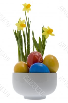 Easter eggs with yellow narcissus