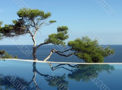 Pine-tree, pool and sea Pine-tree, pool and sea