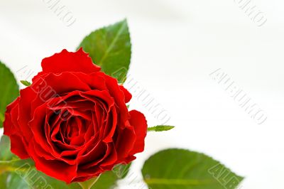 Beautiful red rose with place for text