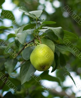 Pear on tree