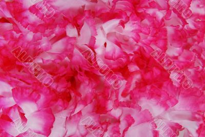 Pink and white fabric pedals texture