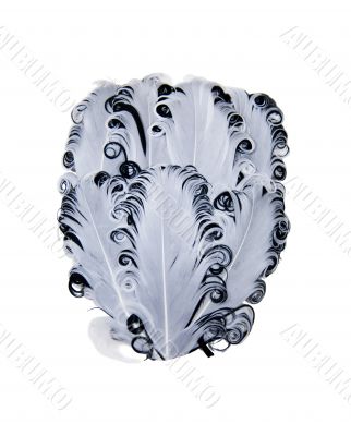 Black and white curled feathers