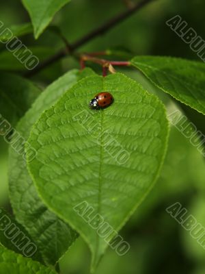 Ladybug on the green leaf