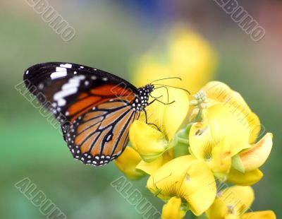 Orange Tiger Butterfly insect