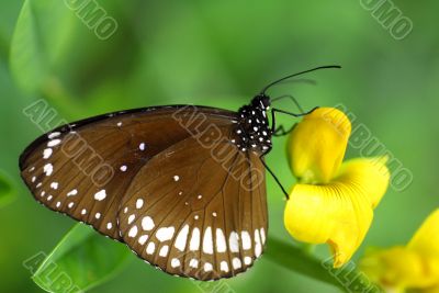 Brown White Butterfly insect