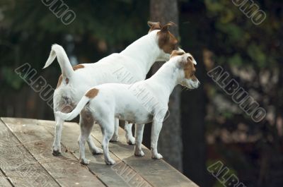 Jack Russell Terriers Ready to Hunt