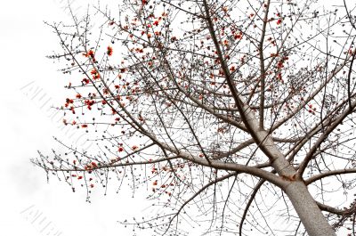 Tree with orange blossom Tree with orange blossom