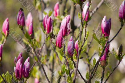 branches of magnolia
