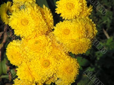 chrysanthemum chrysanthemum
