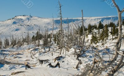 death trees