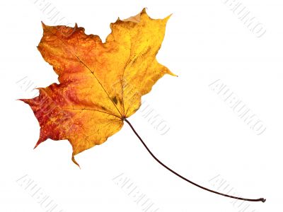 autumn maple leaf autumn maple leaf