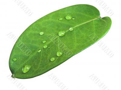 green leave with drops green leave with drops