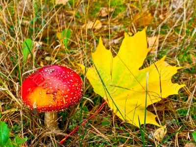 fly agaric with maple leaf