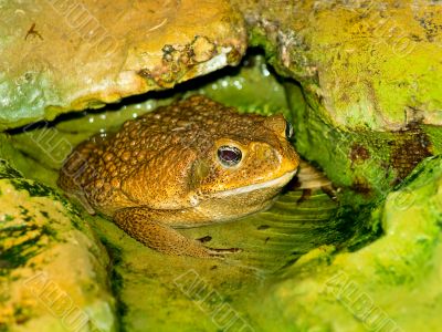 toad in the water