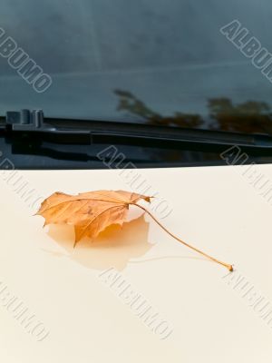maple leaf at bonnet