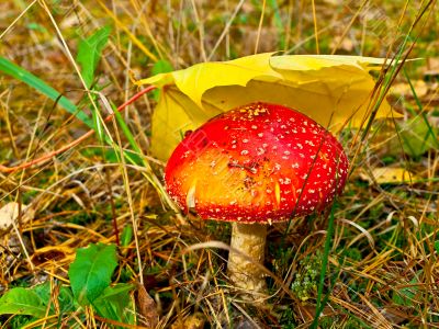 fly agaric under leaf