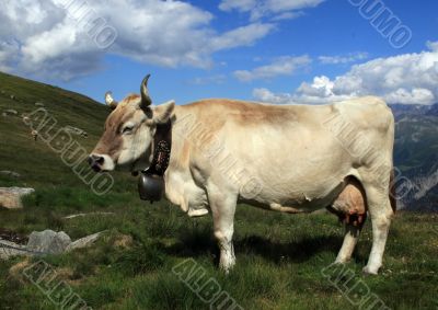 Swiss Cow