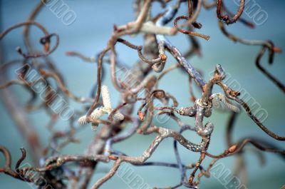 Curly branches