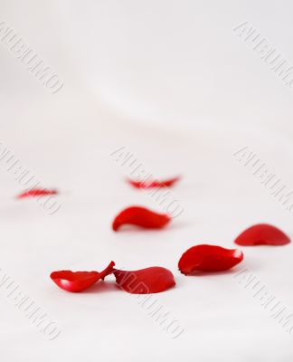 Roses petals on the white silk background