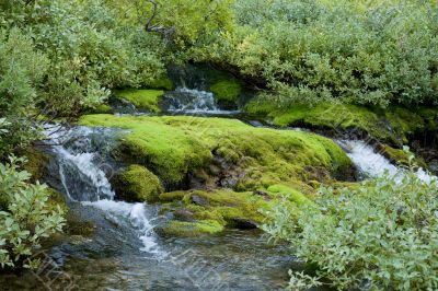 Beautiful northern damp wood in light green tones