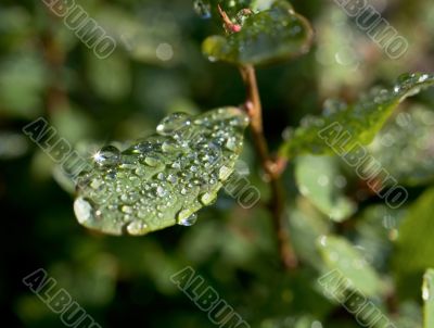 Droplets of dew on leaves of great bilberry