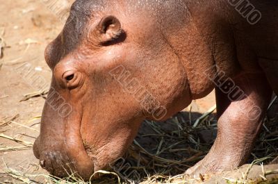 Hippo Hippo