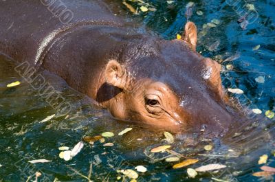 Hippo Hippo